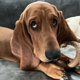 Kah-Nick - Basset Hound