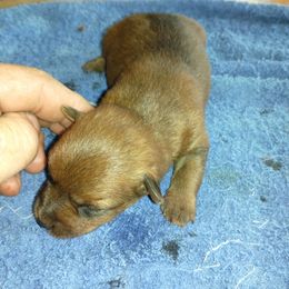 Red female 5 - Red female Australian Terrier puppy in Bedford, Pennsylvania from Heit Farm