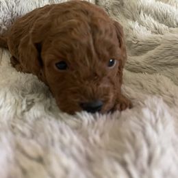Girl 3 - Red  female Poodle puppy in Anaheim, California from Amelia's Poodles