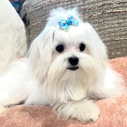 Jaimie - Maltese