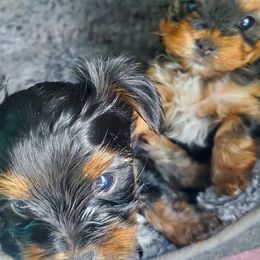 Yorkshire Terriers from Richard's Yorkies