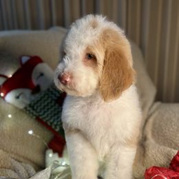 ZERO - red abstract boy - Red male Bernedoodle puppy in Lookout, California from Remington Kennels, LLC