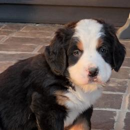 Bear (orange collar ) - Black tan and white male Bernese Mountain Dog puppy in Gaffney, South Carolina from Circle D Farms
