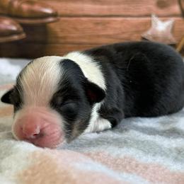 Colt - Black tri male Miniature Australian Shepherd puppy in Chesapeake, Virginia from Beaver Dam Mini Aussies