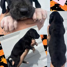 Silk - Black female Great Dane puppy in Wellsville, New York from Prophecy Danes