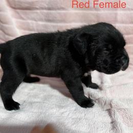 Red Collar - Black female Cane Corso puppy in Paris, Texas from Knucklehead Cane Corso