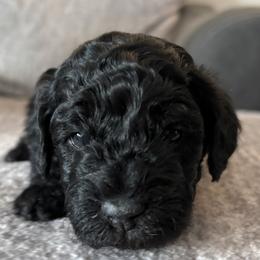 Pearl - Black phantom female Aussiedoodle puppy in Box Elder, South Dakota from LuckyDoodles