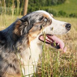 Daisy - Australian Shepherd