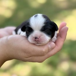 Mr. Gold - Brindle male Shih Tzu puppy in Waco, Texas from Shih Tzus To Love