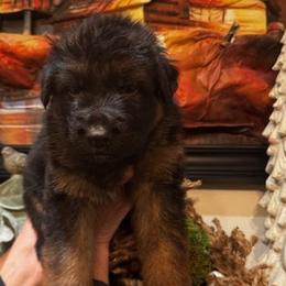 Boston - Black and red male German Shepherd puppy in Snohomish, Washington from Wataha Shepherds