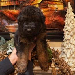 Boston - Black and red male German Shepherd puppy in Snohomish, Washington from Wataha Shepherds