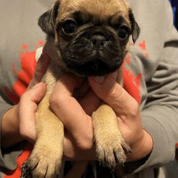 Pug Puppies from House of Briggs Pugs
