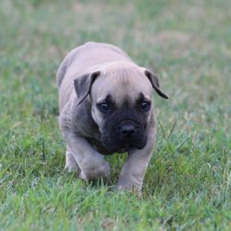 Black - Brown male Boerboel puppy in Shawnee, Oklahoma from TXT Boerboels