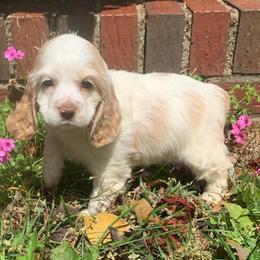 Female 1 - Buff and white female Cocker Spaniel puppy in Gadsden, Alabama from Rich Cat’s