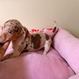 Bella - Dapple female Dachshund puppy in Magnolia, Texas from Carrie’s Countryside Dachshunds