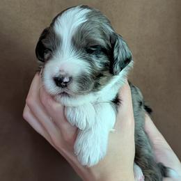 Titan - Blue merle male Aussiedoodle puppy in New Durham, New Hampshire from Ridgeview Aussiedoodles