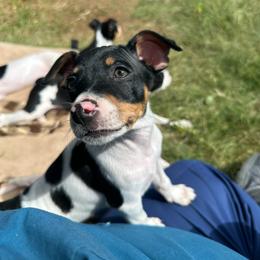 Atlas - White black and tan male Rat Terrier puppy in Molalla, Oregon from The Puppy Patch Rat Terriers