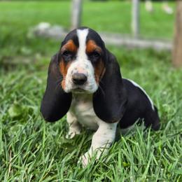 Lucy - Black brown and white female Basset Hound puppy in West Chester, Ohio from Bed-N-Bassets