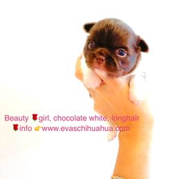 Beauty 9900 ( chocolate white) - Chocolate and white female Chihuahua puppy in Santa Rosa Beach, Florida from Eva's Chihuahua