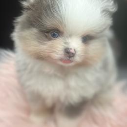 Callie - Blue merle female Pomeranian puppy in Brentwood, California from Royalpawpoms