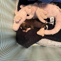 Wren - Slate male Chinese Crested puppy in Auburn, Kansas from TopBrass Kennels