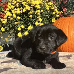 Black Boy Orange Collar - Black male Labrador Retriever puppy in Ozark, Arkansas from Middle Ridge Retrievers