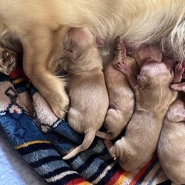 Dachshund Puppies from KT Canines, LLC