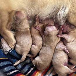 Dachshund Puppies from KT Canines, LLC