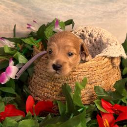 Oyster - Apricot female Goldendoodle puppy in Haltom City, Texas from Ohana Doodles