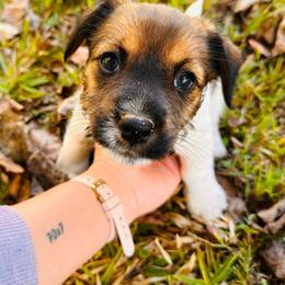 Goldie - Tri-color female Russell Terrier puppy in Burns, Tennessee from Terrier Town of Tennessee