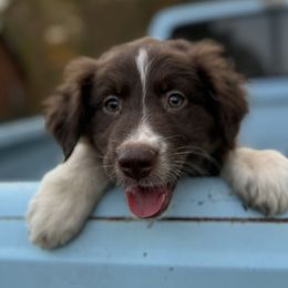 “Casper” - Red tri-color Australian Shepherd puppy in Yadkinville, North Carolina from Gold Leaf Farm & Kennels