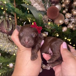 Dove - Chocolate female Goldendoodle puppy in Miami, Florida from Jade’s Paws & Co. Of Miami LLC