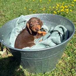 Annie - Chocolate and tan female Dachshund puppy in Crossville, Tennessee from Golden Mini Farm