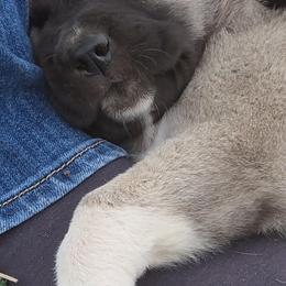 Black Collar - Fawn male Turkish Boz Shepherd puppy in Steamboat Springs, Colorado from Emerald Mtn Ranch LLC