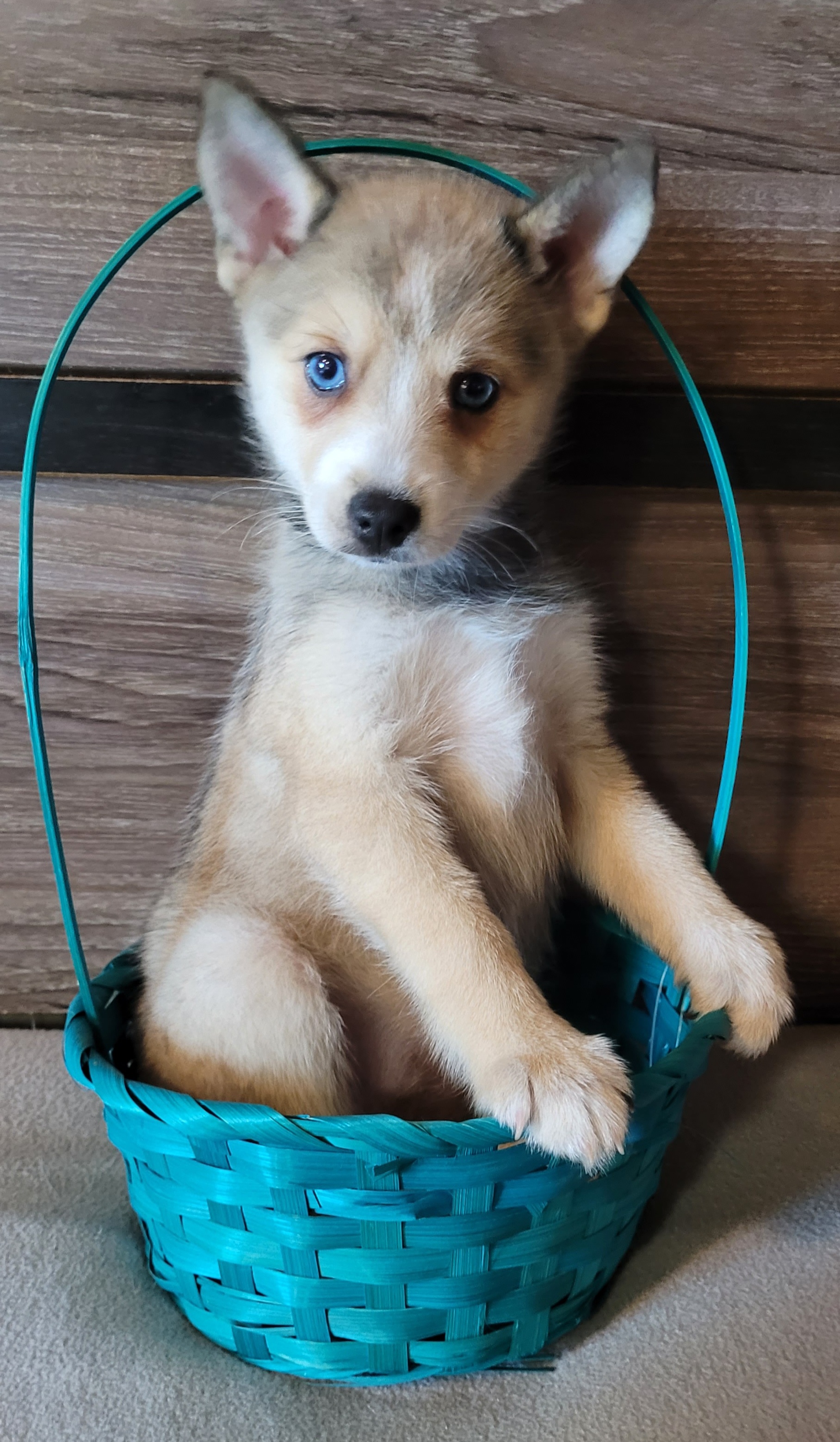 Venus - Wolf sable Pomsky puppy in Stover, Missouri from Lx2 County Line Pomskis