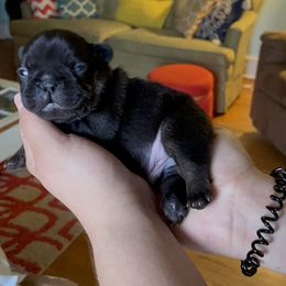 Boy 2 - Black and tan French Bulldog puppy in Roanoke Rapids, North Carolina from Ferrell’s Frenchies