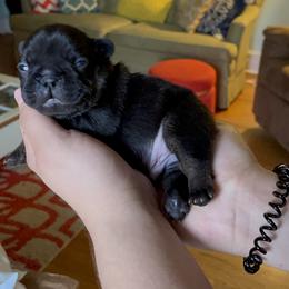 Boy 2 - Black and tan French Bulldog puppy in Roanoke Rapids, North Carolina from Ferrell’s Frenchies
