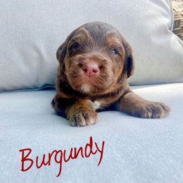 Boy 1 - Tri-color Labradoodle puppy in Cedar City, Utah from Doodles Playground