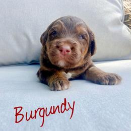 Boy 1 - Tri-color Labradoodle puppy in Cedar City, Utah from Doodles Playground