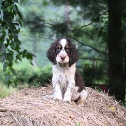 Ronnie - Liver white and tan male English Springer Spaniel puppy in Huntingdon, Pennsylvania from Leila Ferrucci