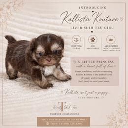 Kallista Kouture - Liver and white female Shih Tzu puppy in Trinity, North Carolina from Trinity Shih Tzu