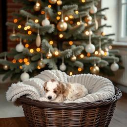 Frost - Parti male Maltipoo puppy in St. George, Utah from Winchester Hills Poodles and Doodles
