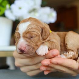 Sedona - Red  female Goldendoodle puppy in Salado, Texas from Red Ranch Dogs