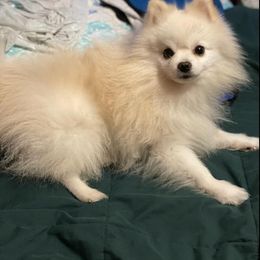Pomeranian Puppies from Paradise Point Pomeranians