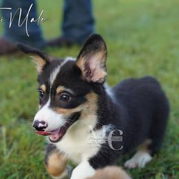 Truffle - Tri - Black and tan male Pembroke Welsh Corgi puppy in Straughn, Alabama from Magnolia Creek Corgis