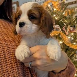 Rusty (More Red) - Blenheim male Cavalier King Charles Spaniel puppy in Grantsville, Maryland from One Big Cavy Family