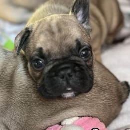 French Bulldogs from Shelly Fernandez's French Bulldogs