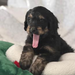 Poppy - Phantom female Bernedoodle puppy in Phelan, California from PuppyPaws4U