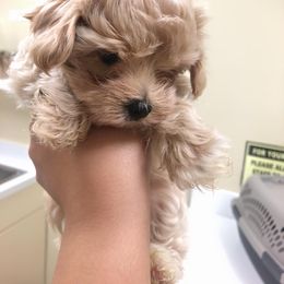 Maltese, Maltipoo, and Poodle Puppies from Healing Pawz LLC