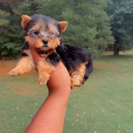 Boy 2 - Blue and gold male Yorkshire Terrier puppy in Louisburg, North Carolina from Nell’s Adorable Yorkshire’s